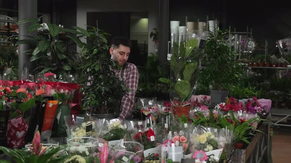 Flower Shop Worker Puts a Large Plant on the Table