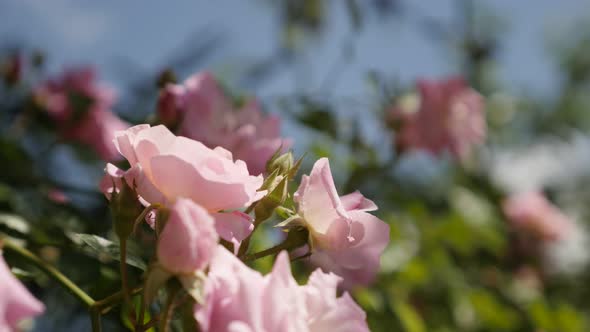 Pink climber Rose woody perennial flower close-up 4K 2160p 30fps UltraHD footage - Shallow DOF Rosa 