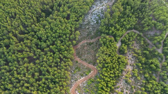 Mysterious Trail in the Forest Filmed on a Drone