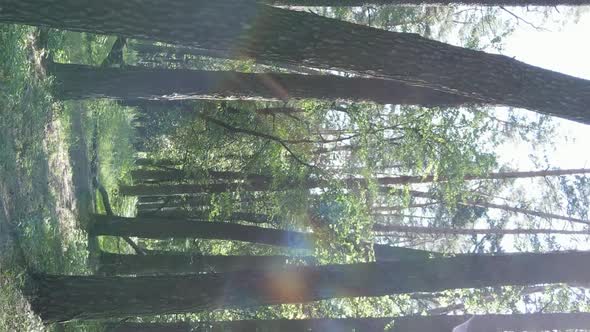 Vertical Video Aerial View Inside a Green Forest with Trees in Summer