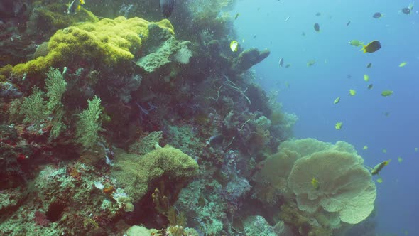 Coral Reef and Tropical Fish. Bali,Indonesia.