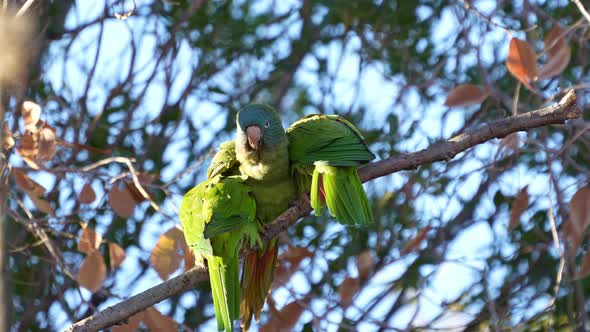 Blue-crowned Parakeets ( Thectocercus acuticaudatus) perching on a branch, natural habitat. Northern