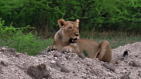 A Female Lion Lying On A Pile Of Sand And Stones While Looking Around In Nxai Pan In Botswana - Clos