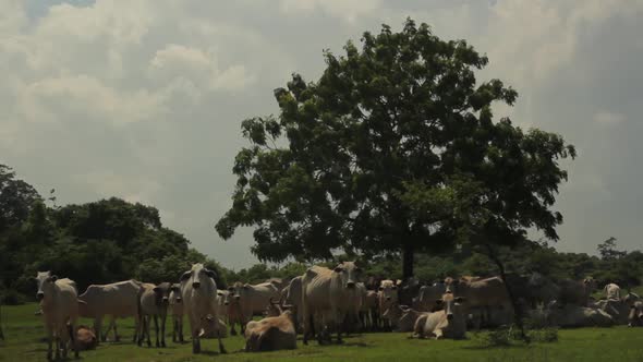 Animals of Sri Lanka. Cows in the Pasture. Cow