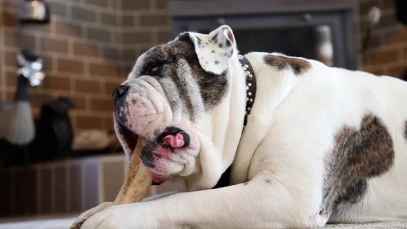 Bulldog Enjoying His Bone