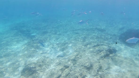 School of Fish with Sunlight Through Surface Underwater in the Mediterranean Sea, Sea Breams Sarpa