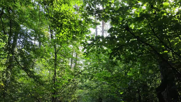 Green Forest with Trees By Day