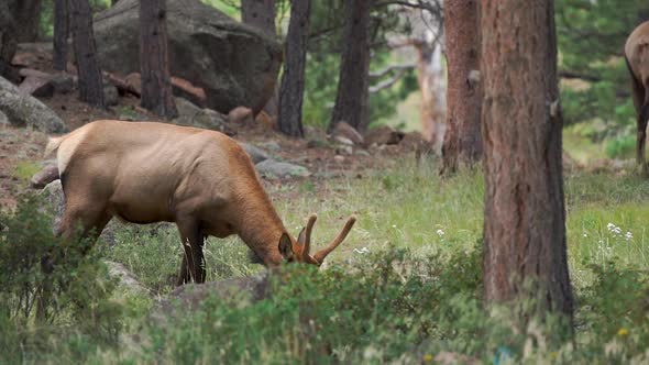 elk eating grass and walking away