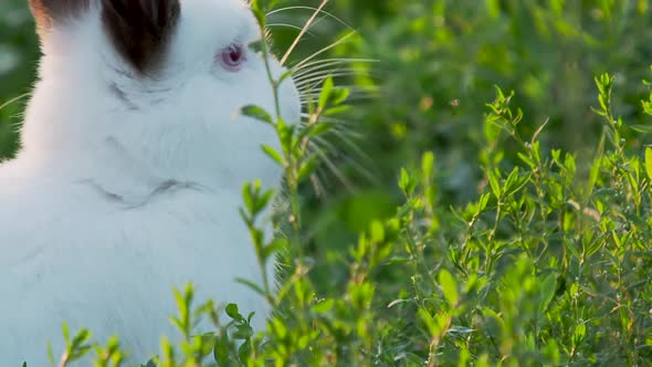White Rabbit with Black Ears Eating Grass. Summer Sunset Background with Fluffy Farm Animal.
