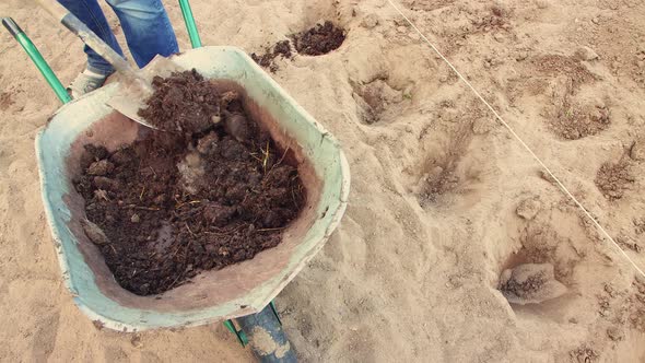 The Man Carefully and Leisurely Shovels Manure From a Wheelbarrow Into the Holes