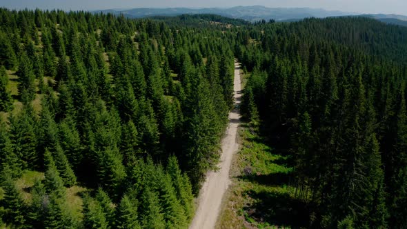 Aerial Drone View, Top Down Flying Over Forest Road with Car Driving Along Forest Road in Mountain