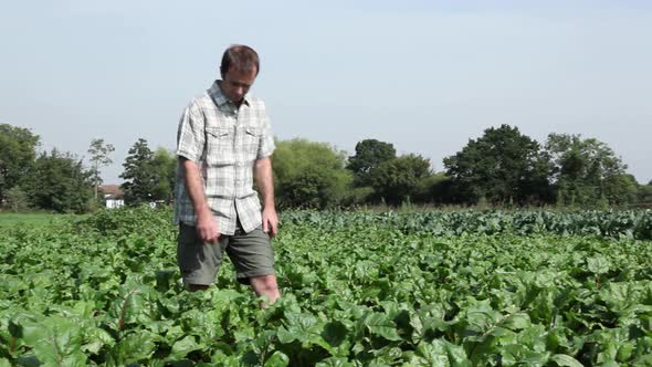 Farmer picking fresh beetroot in field