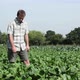 Farmer picking fresh beetroot in field - VideoHive Item for Sale