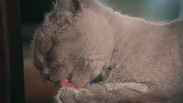 Thoroughbred Gray Domestic Cat Washes and Licks on a High Chair in the Apartment