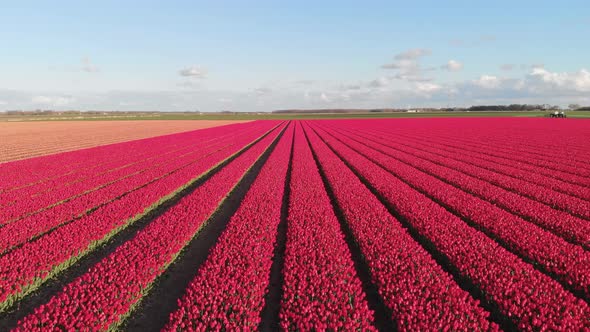 Beautiful vibrant pink red tulips growing in Netherlands, farm fields, 4K aerial