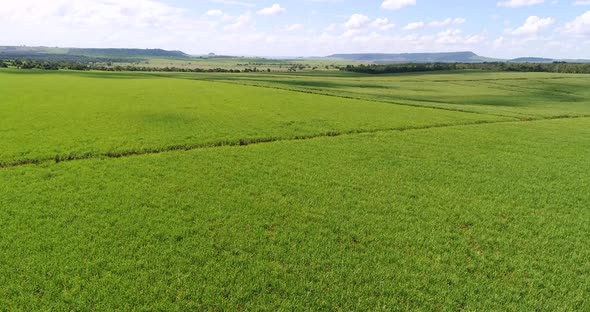 Inland sugar cane cultivation in São Paulo, Brazil. Aerials with drone in 4k.