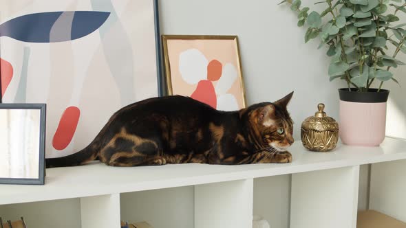 Bengal Cat Sitting on Shelf Closeup