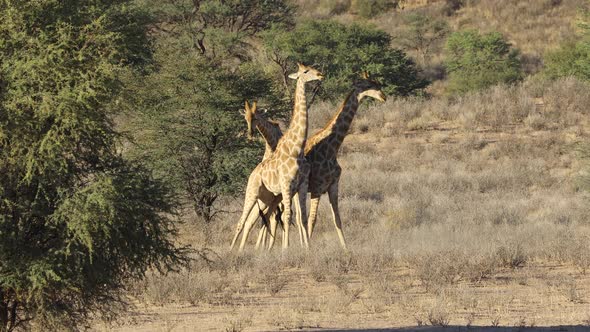 Fighting Giraffe Bulls - South Africa