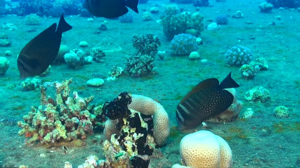 Two Rabbitfish swimming over reef with hard corals
