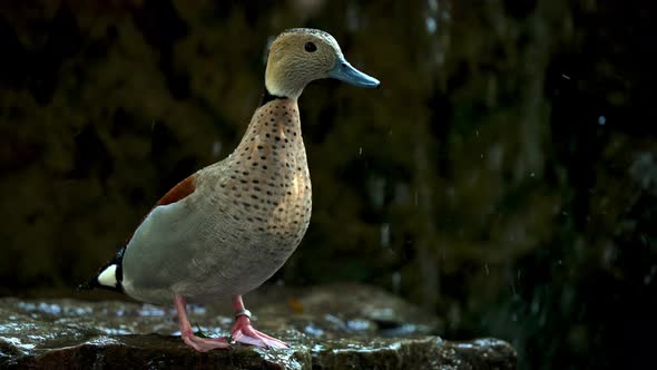 Close up shot of Ringed Teal Duck resting on rock in front of waterfall in South America