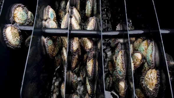 Densely packed abalone in aerated tank; commercial aquaculture