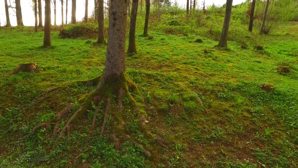 Walking in the Spring Forest