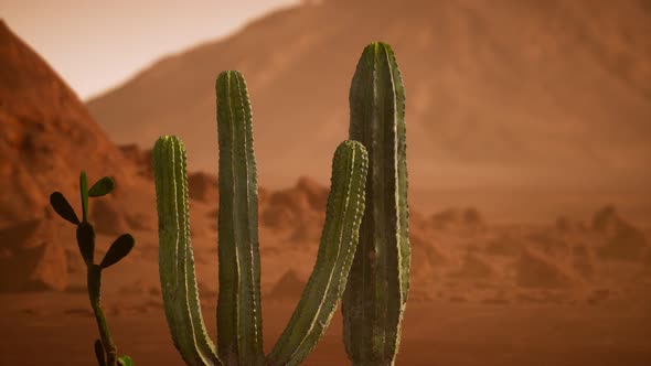 Arizona Desert Sunset with Giant Saguaro Cactus