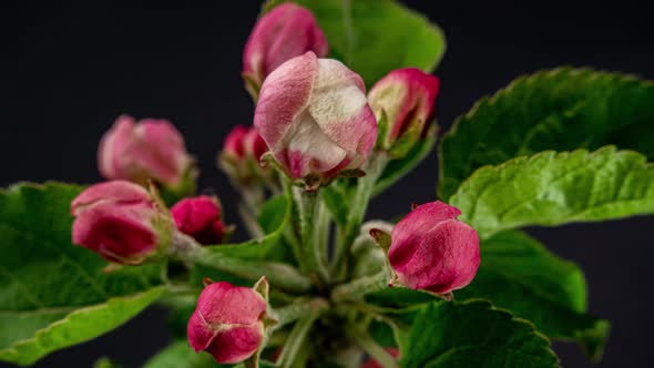 Blossoming Apple-tree Time Lapse on Black Background