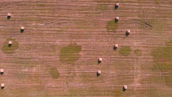 Haystack with hay on field. Agriculture meadow with rolled hay of wheat.