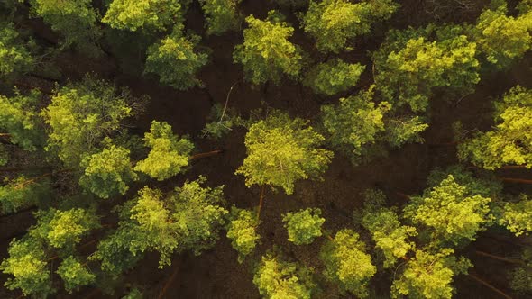 Aerial View Of Green Forest Landscape