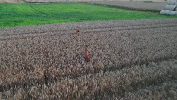 Roe deer in the field begin to run, 4k drone.