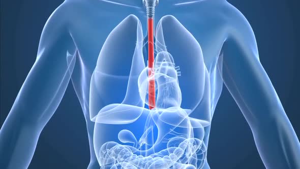 Blue Transparent man with trachea.Red illustration of red mark