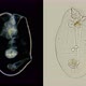 Rotifer Under the Microscope Asplanchna Priodonta, Family Asplanchnidae, Genus Asplanchna - VideoHive Item for Sale