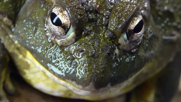 Cyclorana Toad-water Pot Frog Sitting on Wooden Snag in Black Background. Close Up