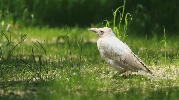 Albino Crow