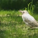 Albino Crow - VideoHive Item for Sale