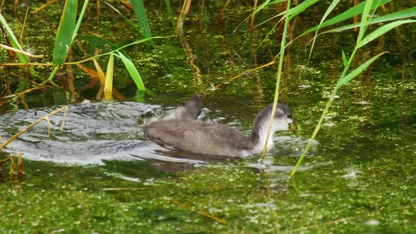 Coot and Chick Swimming in Pond