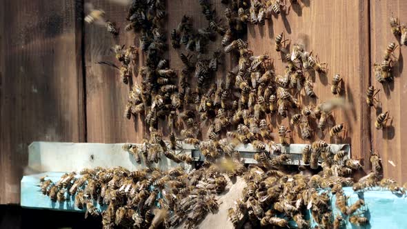 A close-up view of the working bees bringing flower pollen to the hive on its paws.