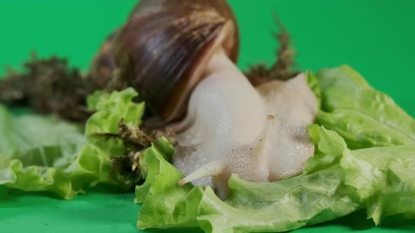 Macro Shot of Big Snail Achatina Sticks Out Its Horns From Its Shell to Eat Green Salad