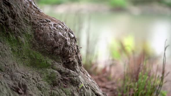 Scenic view of a trunk and grass