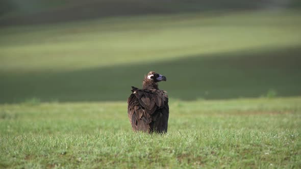 A Free Wild Cinereous Vulture Bird in Natural Habitat of Green Meadow