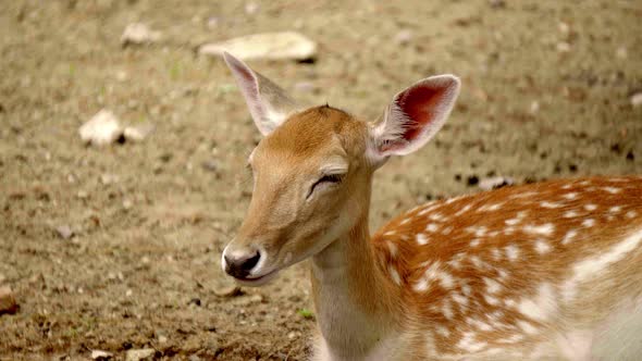 Sika deer (Cervus nippon) lying on the ground almost asleep and chewing. Spotted deer, Japanese deer