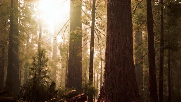 Giant Sequoias in Redwood Forest