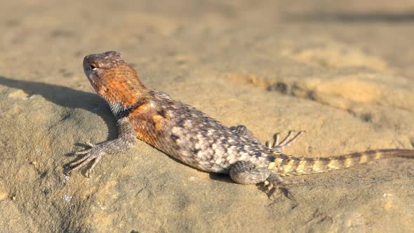 Desert Spiny lizard sun bathing on rock and running away