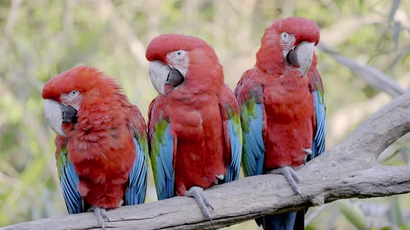 Three Red-and-Green Macaws sitting together peacefully on branch