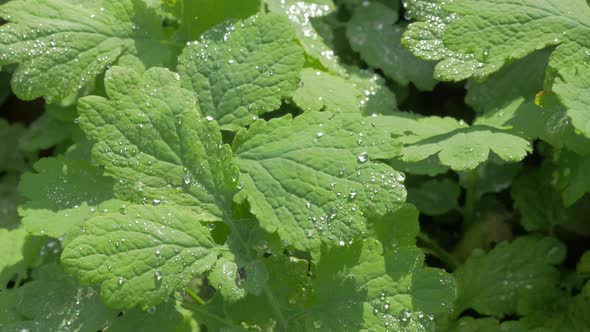 Morning dew drops all over Melissa officinalis  lemon balm plant 4K 2160p UHD footage - Balm mint pl