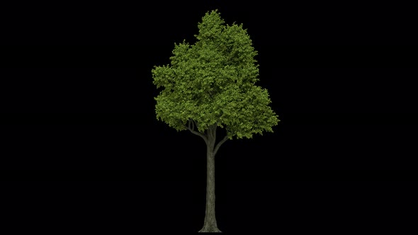 Cupressaceae Tree Wind alt