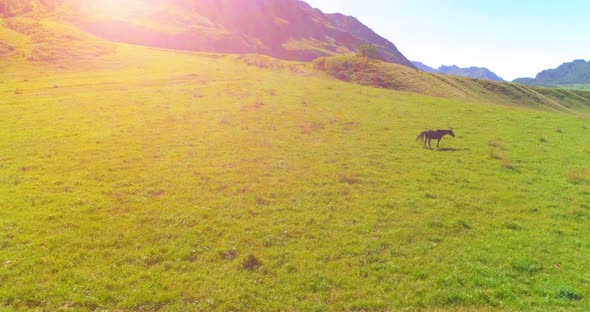 Flight Over Wild Horses Herd on Meadow