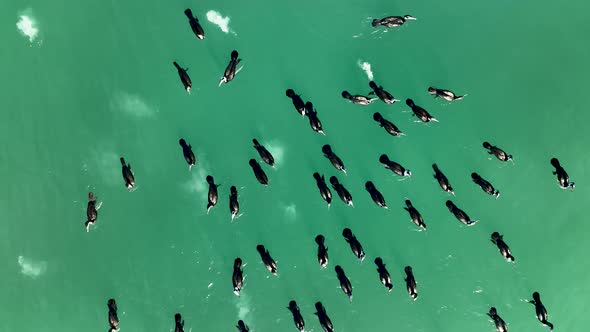 A flock of Wild Ducks swims in the Sea aerial view 4 K