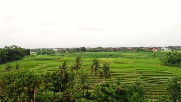 Beautiful overview clip of rich verdant rice field terraces and coconut trees in Canggu Bali